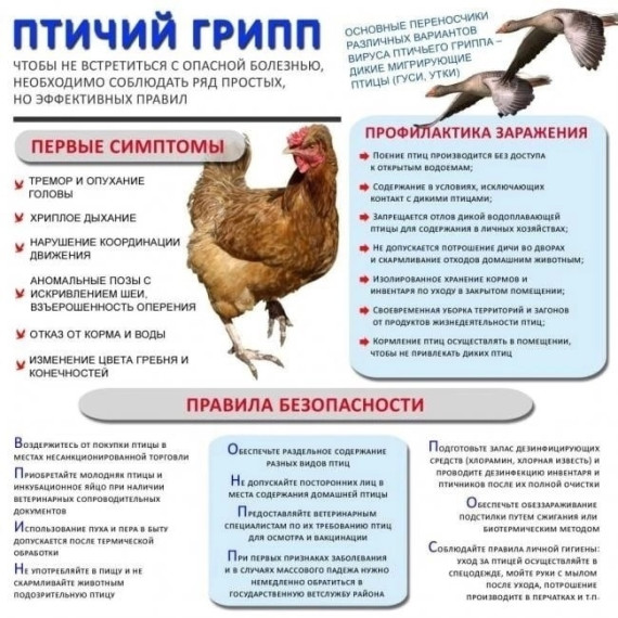 Птичий грипп. Птичий грипп.