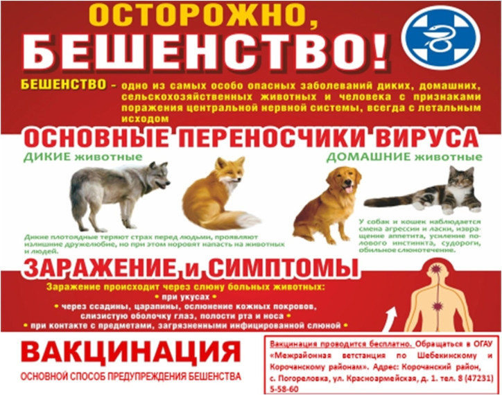 Осторожно! Бешенство!. Осторожно! Бешенство!.